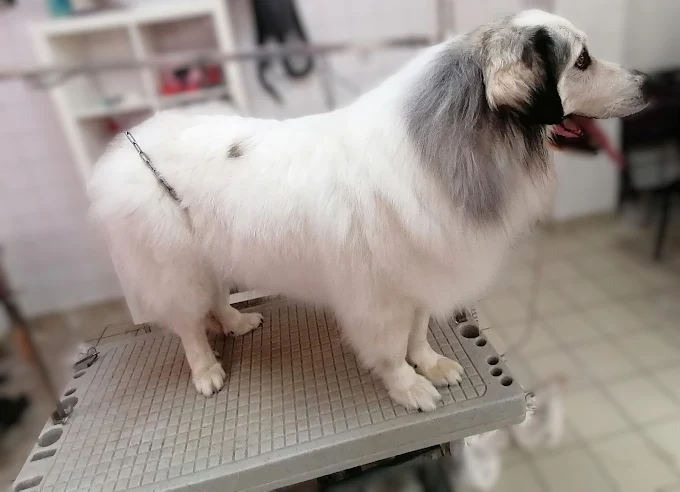 Chien galerie 1