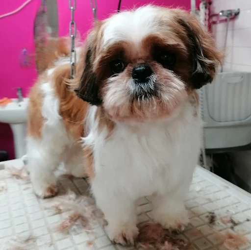 Toilettage 2